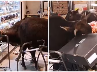 Herd Of Cows Invade Shop Start...