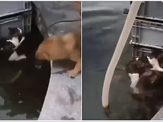Think Dogs And Cats Hate Each...