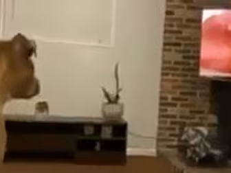 This Dog's Pure Reaction To Th...