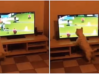 Nobody Enjoyed Crufts More Tha...