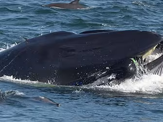 This Is The Moment A Diver Was...