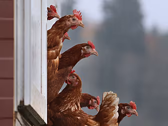 Poultry Farmers Urged To Be Vi...