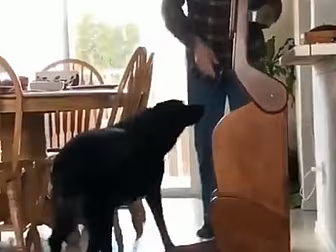 This Dog Using His Special Eat...