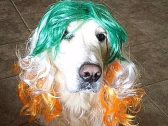 The Most Patriotic Dog In Irel...