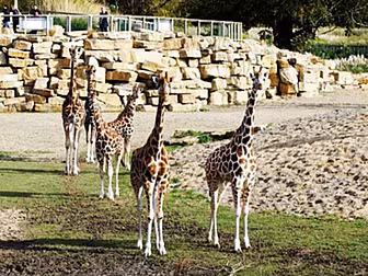 A Zookeeper Reveals What Goes...