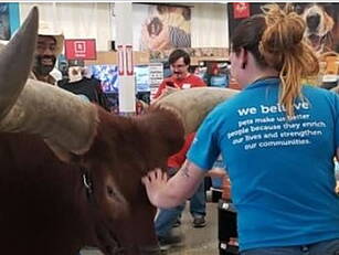 Holy Cow! Farmer Walks Giant S...