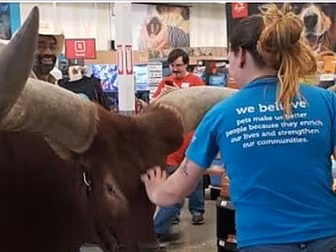 Holy Cow! Farmer Walks Giant S...