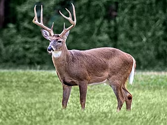 Healy-Raes Call For Deer To Be...