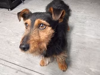 Hamish The Dogs Owners Have Be...