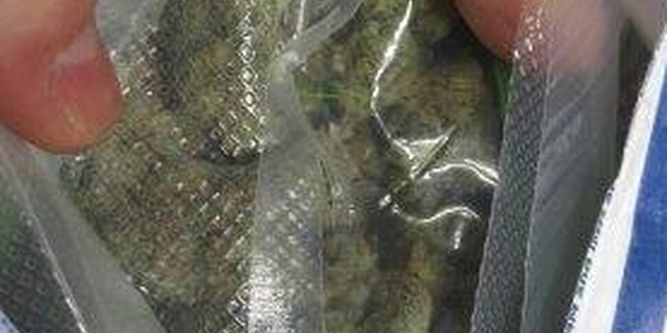 Cannabis Worth €1.5 Million Se...