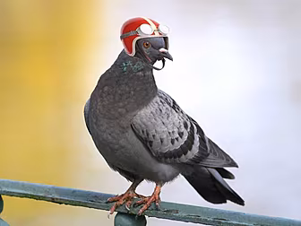 How To Train Your...Pigeon