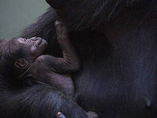 Adorable Baby Gorilla Born In...