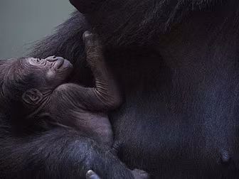 Adorable Baby Gorilla Born In...
