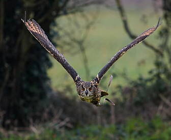 Missing Eagle Owl Found In Kil...