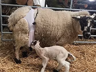 Meet Barbara The Sheep Who Wea...