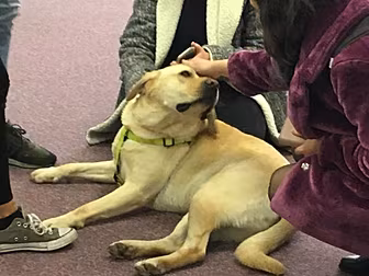 The Goodest Dogs In All Of Gal...