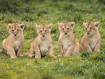 Four Endangered Lion Cubs Born...