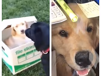 Dog Gets A New Puppy Friend An...