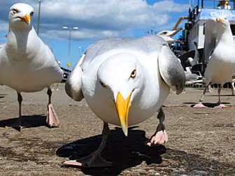 Staring At Seagulls Makes Them...
