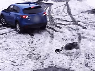Hero Border Collie Saves Chihu...