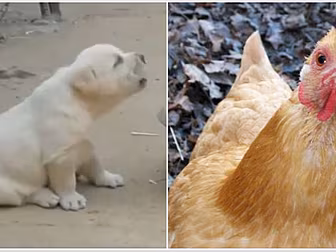 This Puppy Thinks He's A Chick...