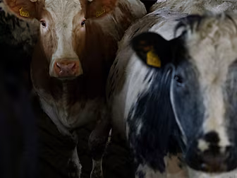 Meat Industry Ireland Pulls Ou...