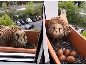 A Falcon Has Made Its Nest On...