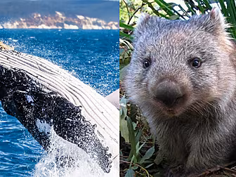 Did You Know That Whales Get T...