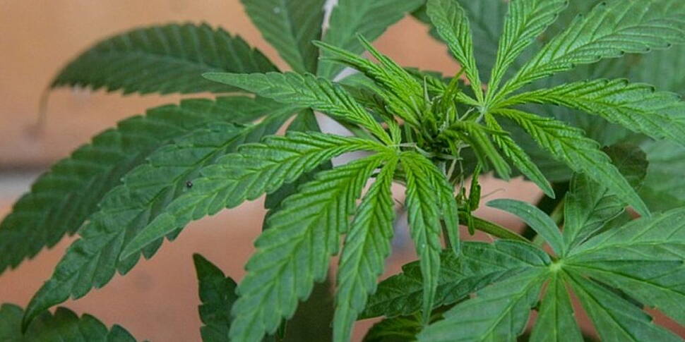 Cannabis Worth €127,000 Seized...