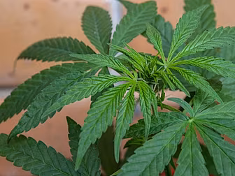 Gardai Seize 1.2kgs Of Cannabi...