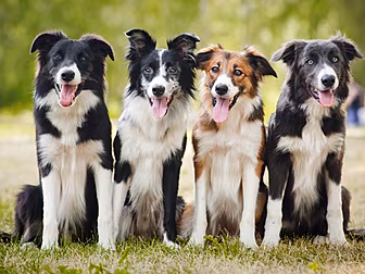 What To Know For Your Pets As...