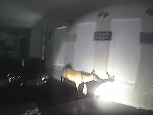 Police  In Texas Storm House L...