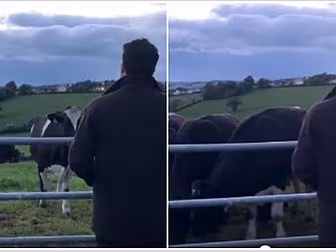 Field Full Of Cows Love Being...