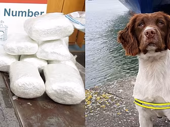 Detector Dog Sniffs Out Drugs...