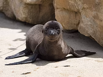 Three Sea Lion Pups Born At Du...