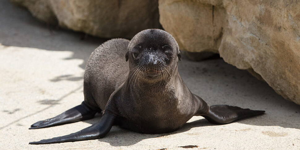 Three Sea Lion Pups Born At Du...