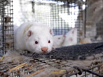 Ban On Fur Farming Among Propo...
