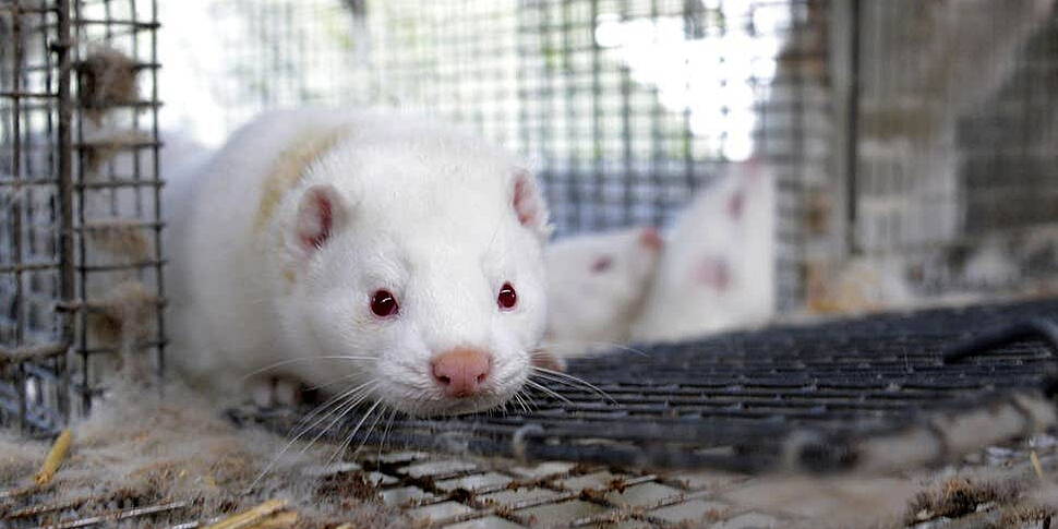 Ban On Fur Farming Among Propo...