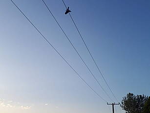 Man Electrocuted While Trying...