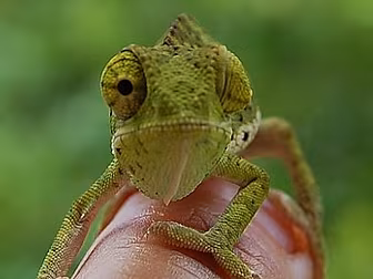 Dave's World - Why Do Chameleo...