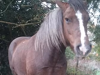 Gardaí Appeal For Help Finding...
