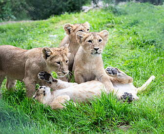 Fota Names Asian Lion Cubs