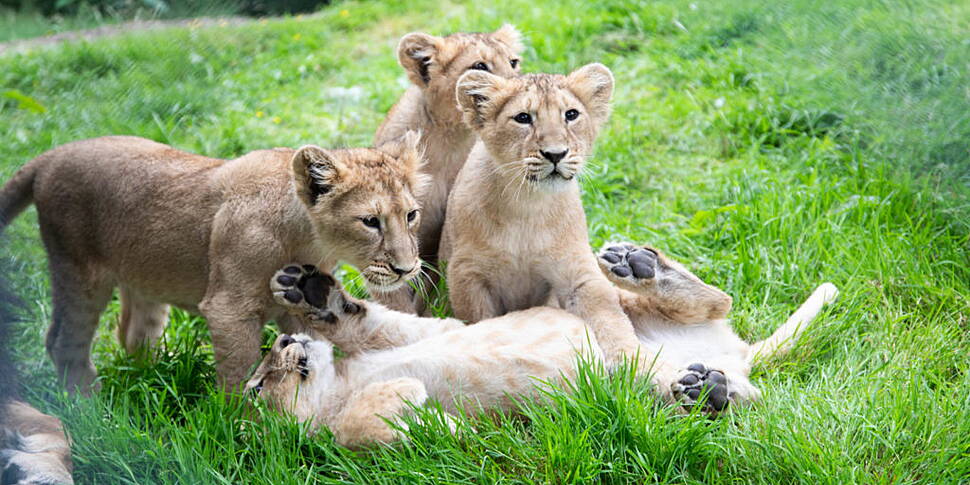 Fota Names Asian Lion Cubs