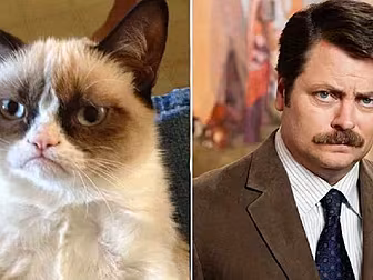 New Study Shows Cats Mirror Th...