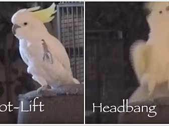 According To Science This Cock...