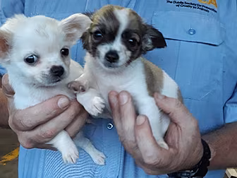 Cannabis And Puppies Seized By...