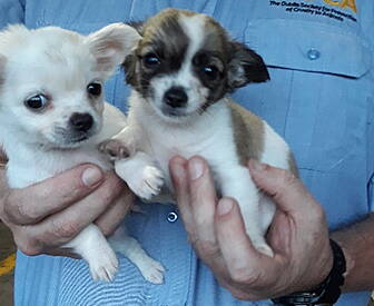 Cannabis And Puppies Seized By...