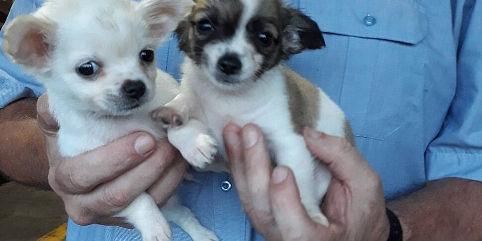 Cannabis And Puppies Seized By...