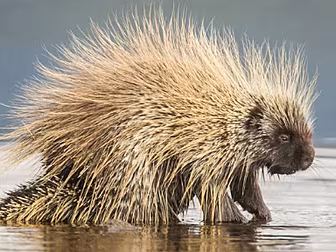 Dave's World - This Porcupine...