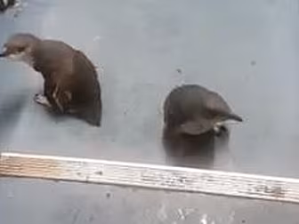 Baby Penguins Get Arrested By...